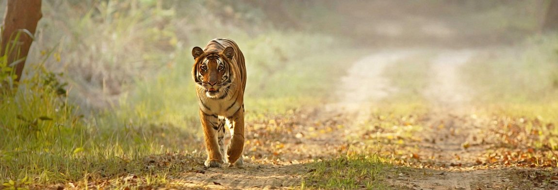 Corbett Tiger Reserve India